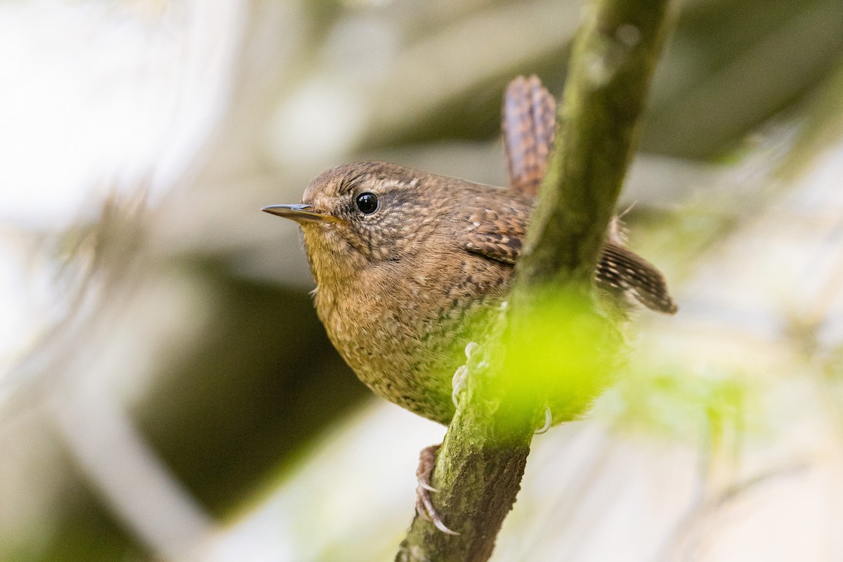 Pacific Wren - Yikun Wei