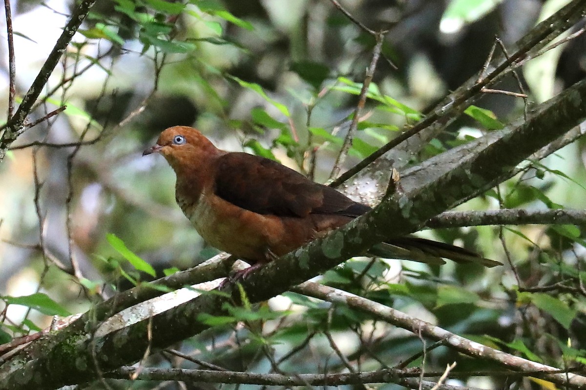 Little Cuckoo-Dove - ML224632951