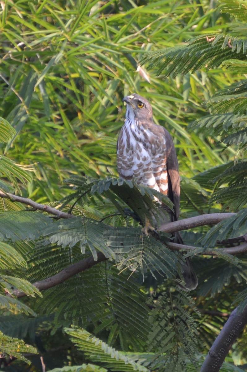 Crested Goshawk - ML224633901