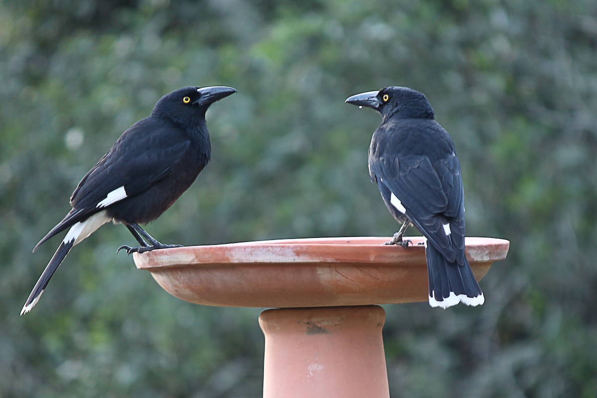 Pied Currawong - ML224634501