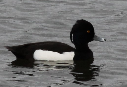 Tufted Duck - ML224634851