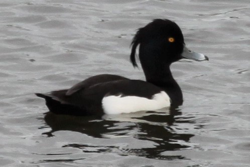 Tufted Duck - ML224634861