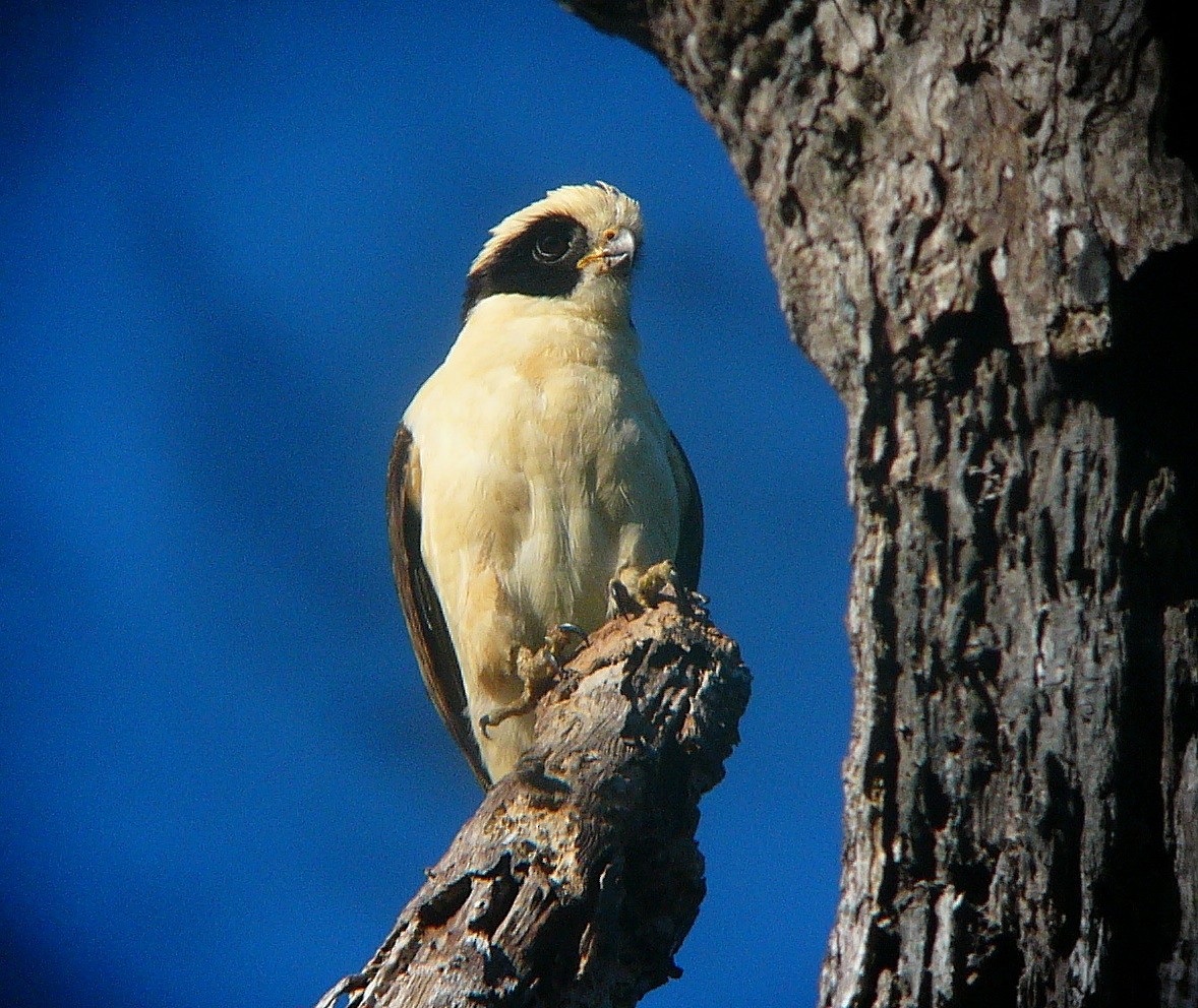 eBird Checklist - 26 Dec 2004 - Samara - stream 2 km north - 70 species ...