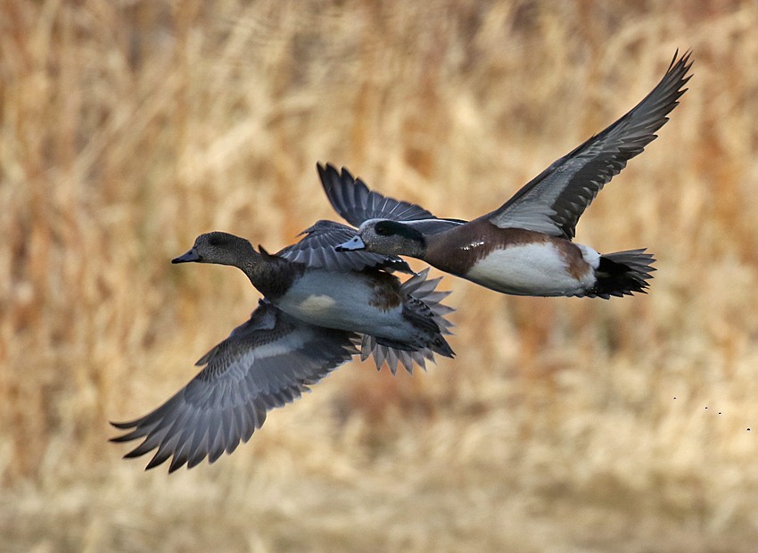 American Wigeon - ML22463701