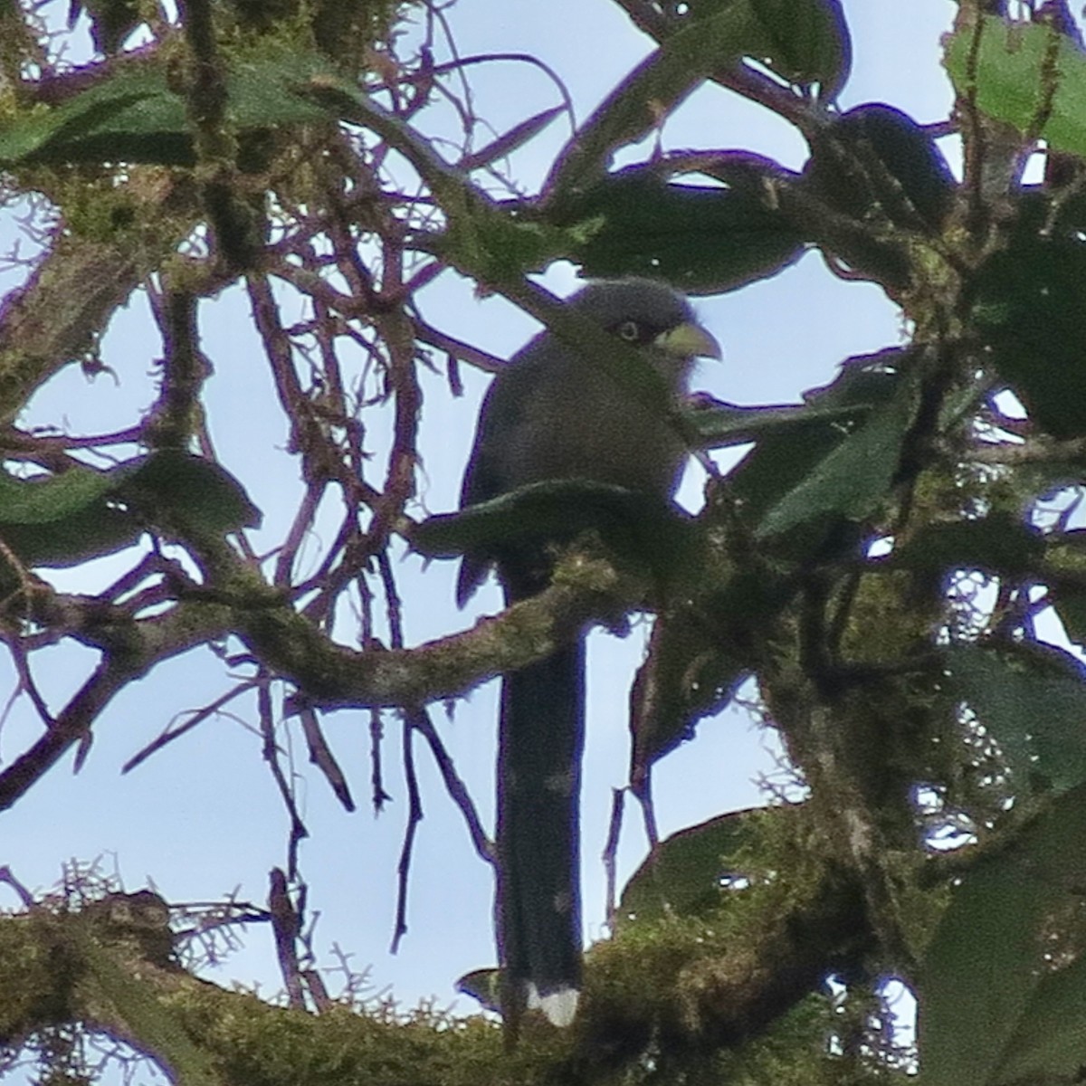 Black-bellied Malkoha - ML224641621