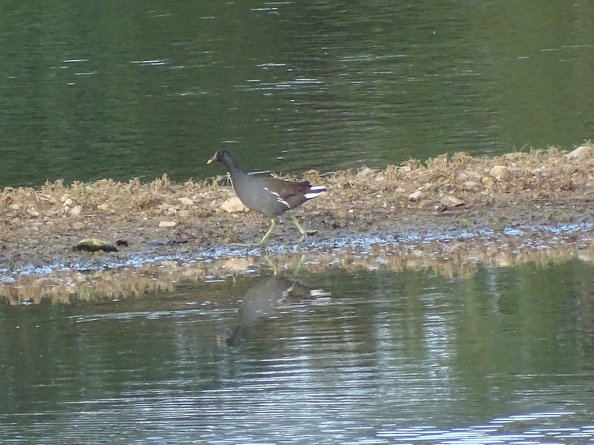 Gallinule d'Amérique - ML22464301