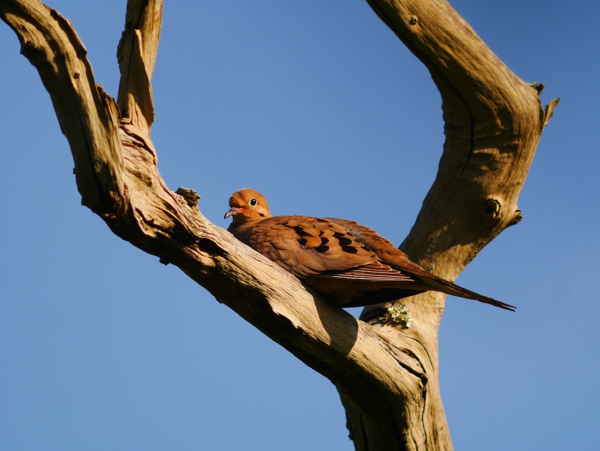 Mourning Dove - ML224644071