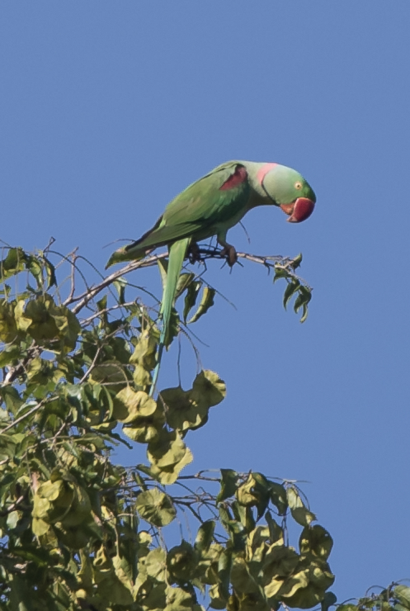 Alexandrine Parakeet - ML224644981