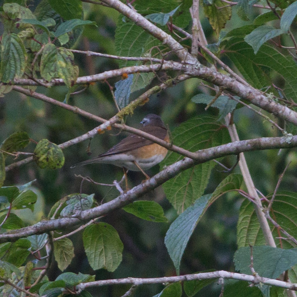 Халиун хөөндэй - ML224645021