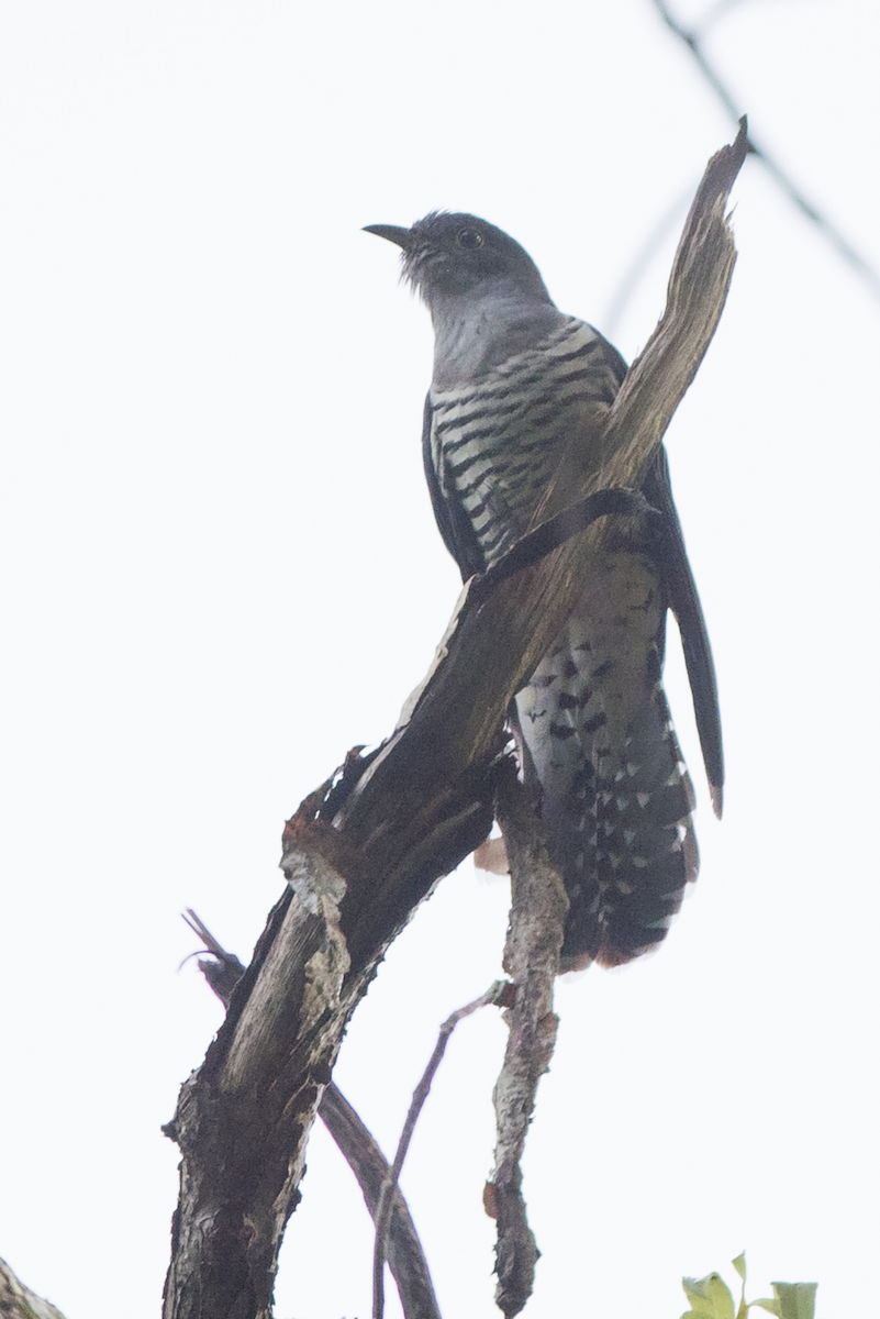 Indian Cuckoo - ML224646601