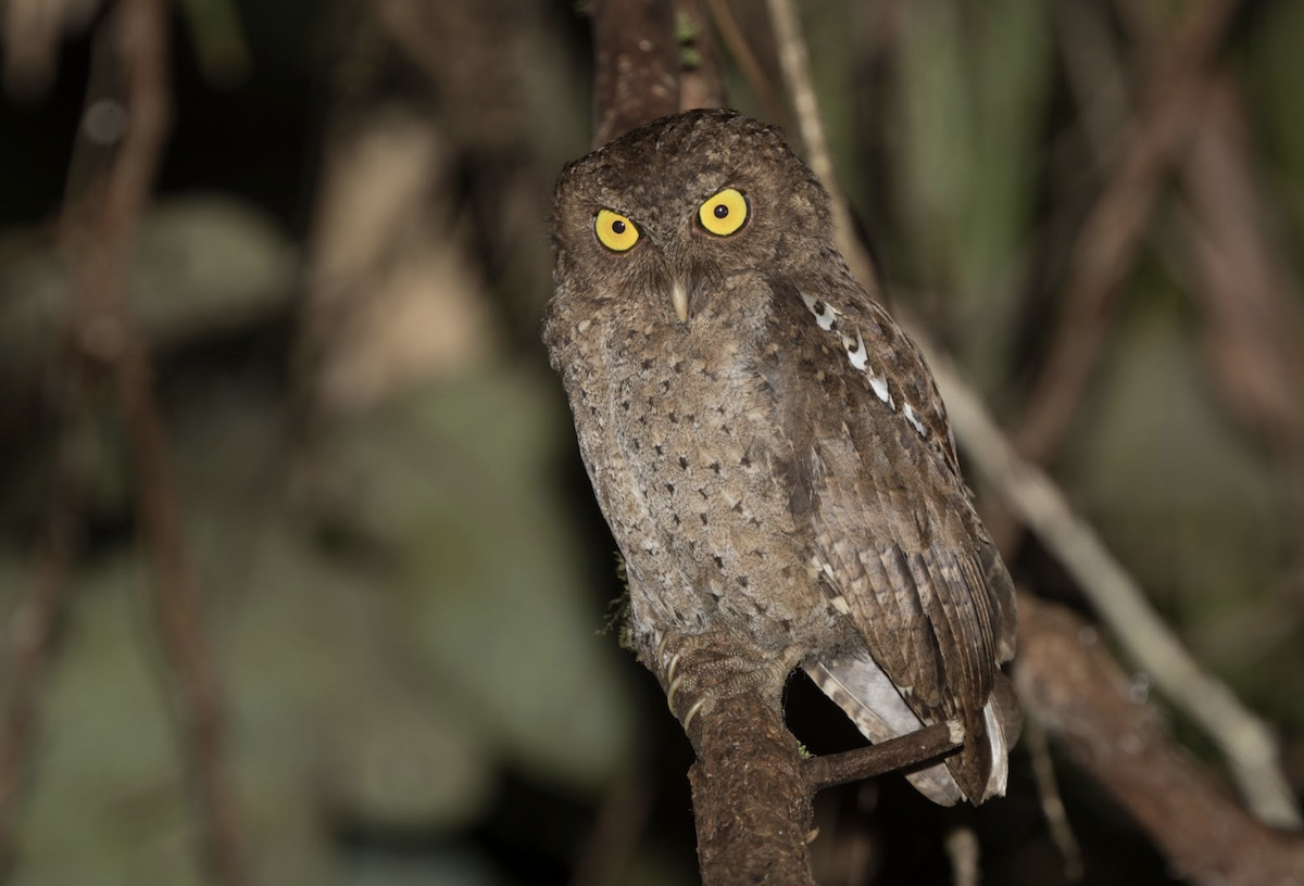 Andaman Scops-Owl - ML224646641