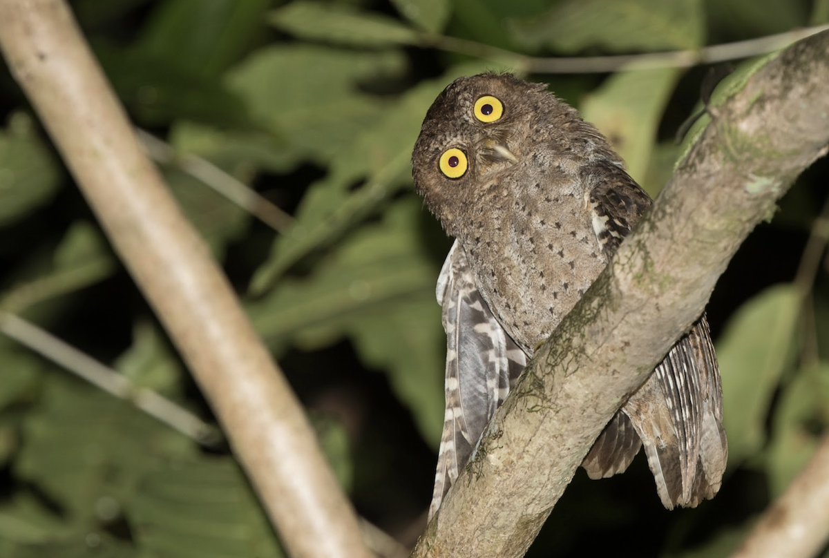 Andaman Scops-Owl - ML224646651