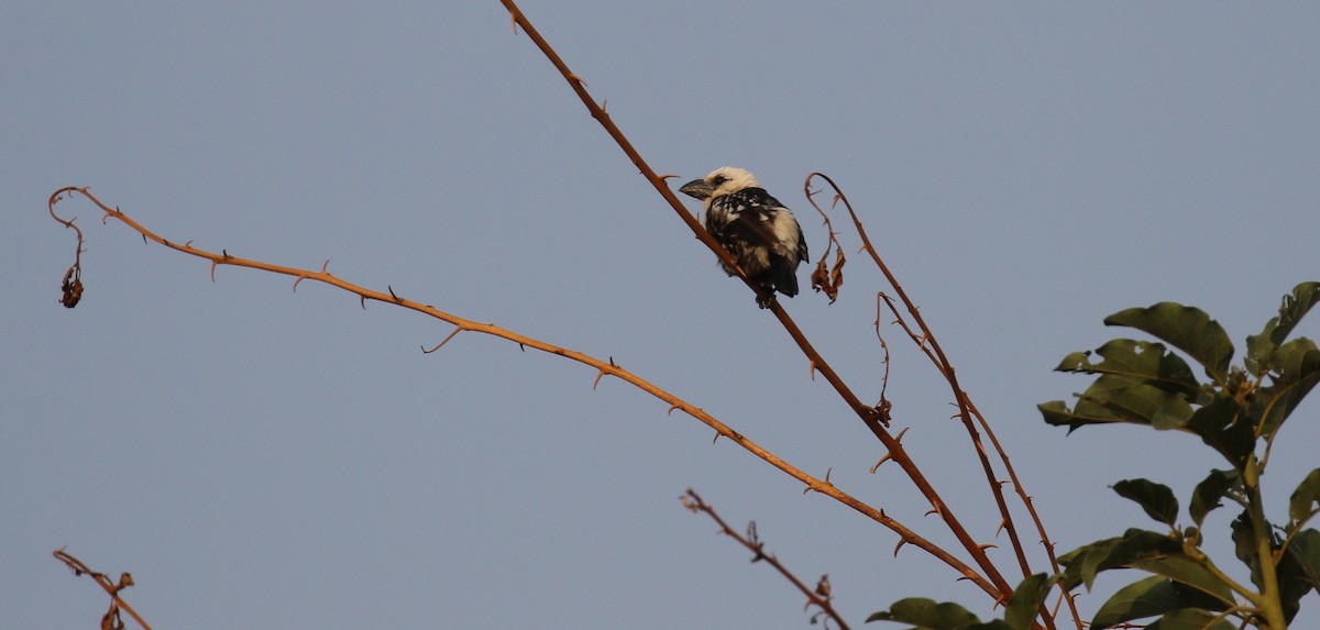 White-headed Barbet - simon walkley