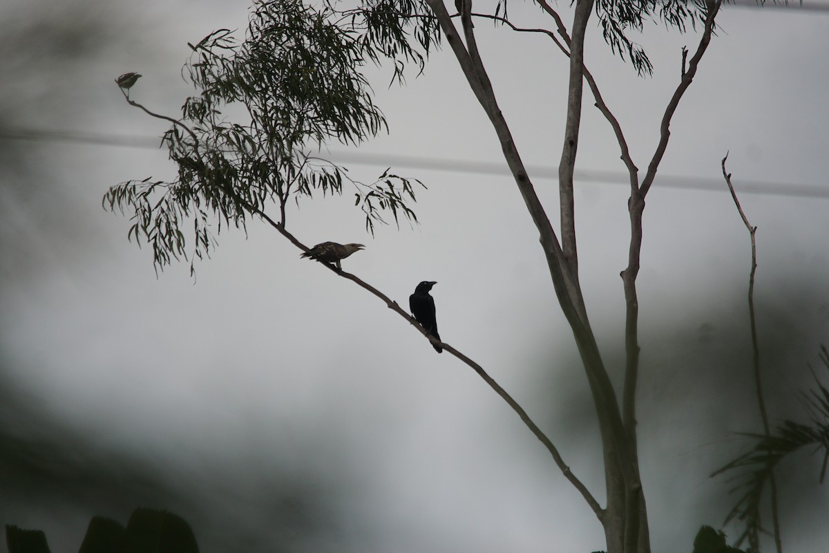 Channel-billed Cuckoo - ML224647421