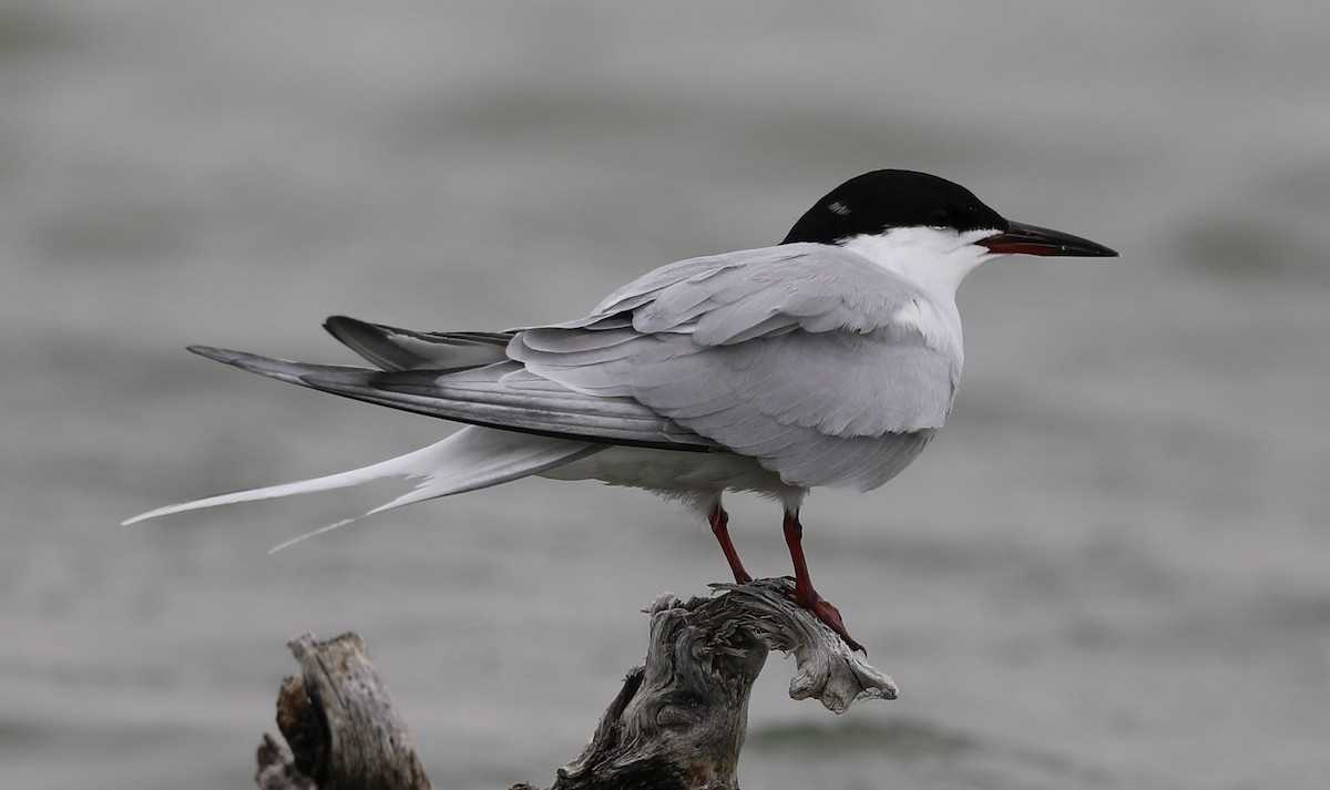 Flussseeschwalbe (hirundo/tibetana x longipennis) - ML224647841