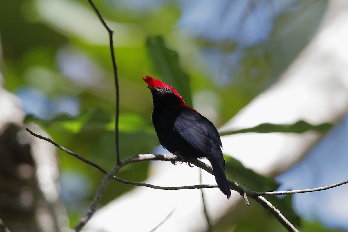 Helmeted Manakin - ML224648091