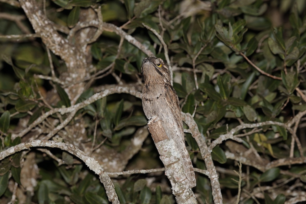 Common Potoo - ML224648981