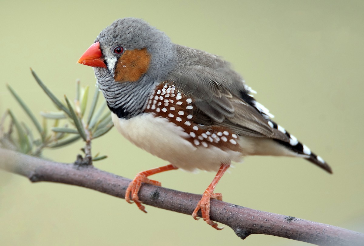 Zebra Finch - ML224649291