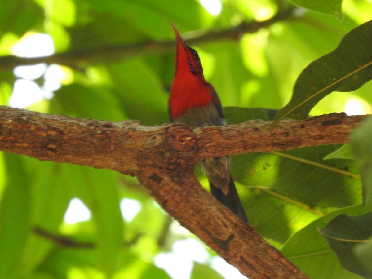 Crimson Sunbird - Ghanshyam Prasad Bhanware