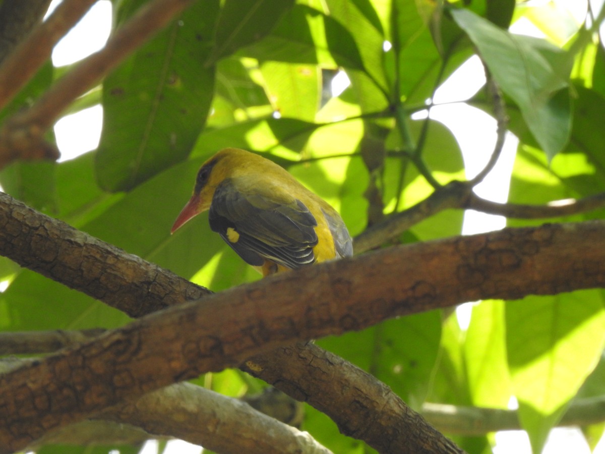 Indian Golden Oriole - ML224649591