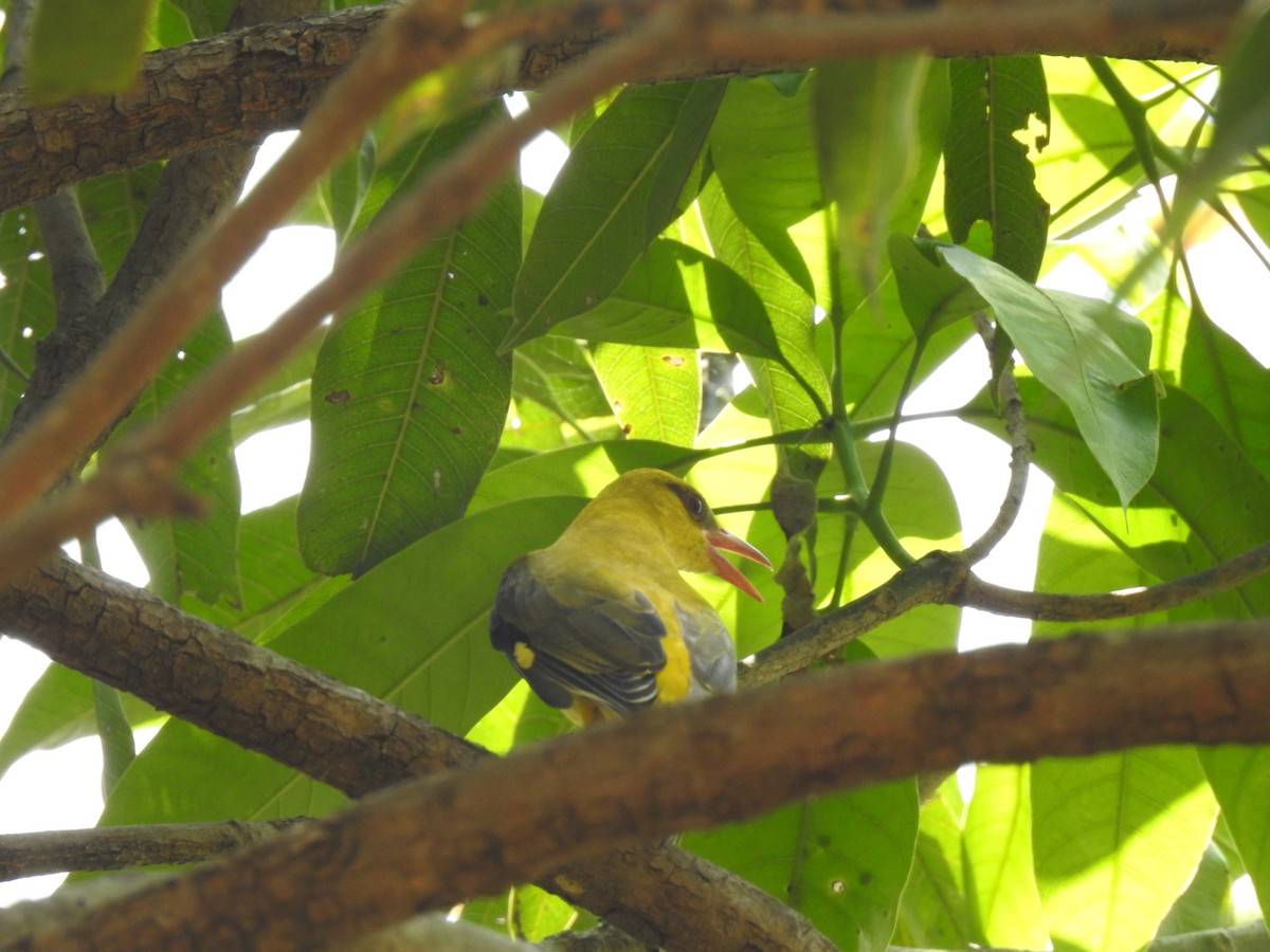 Indian Golden Oriole - ML224649601