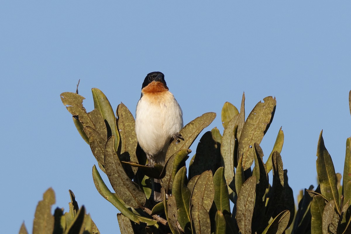 White-rumped Tanager - ML224650181