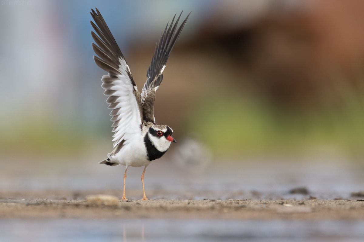 Black-fronted Dotterel - Timothy Paasila