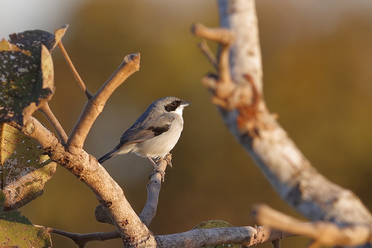 White-banded Tanager - ML224651671