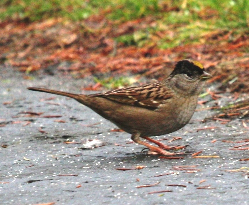 Golden-crowned Sparrow - ML22465171