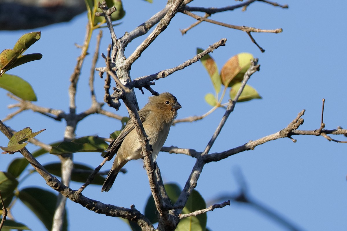 Plumbeous Seedeater - ML224651731