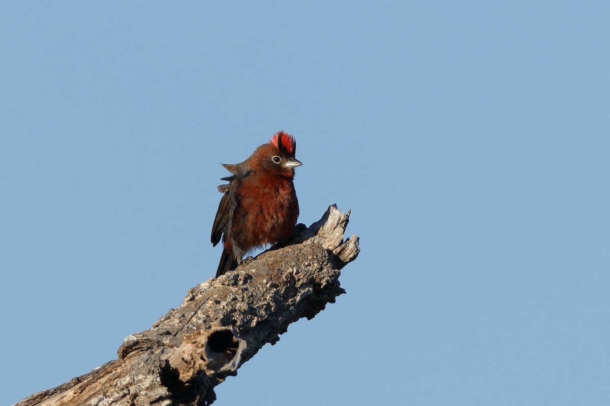 Red-crested Finch - Holger Teichmann