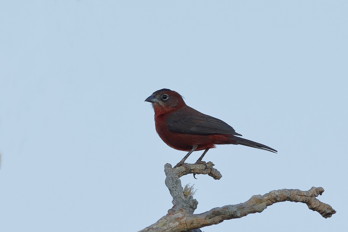 Red-crested Finch - ML224651761