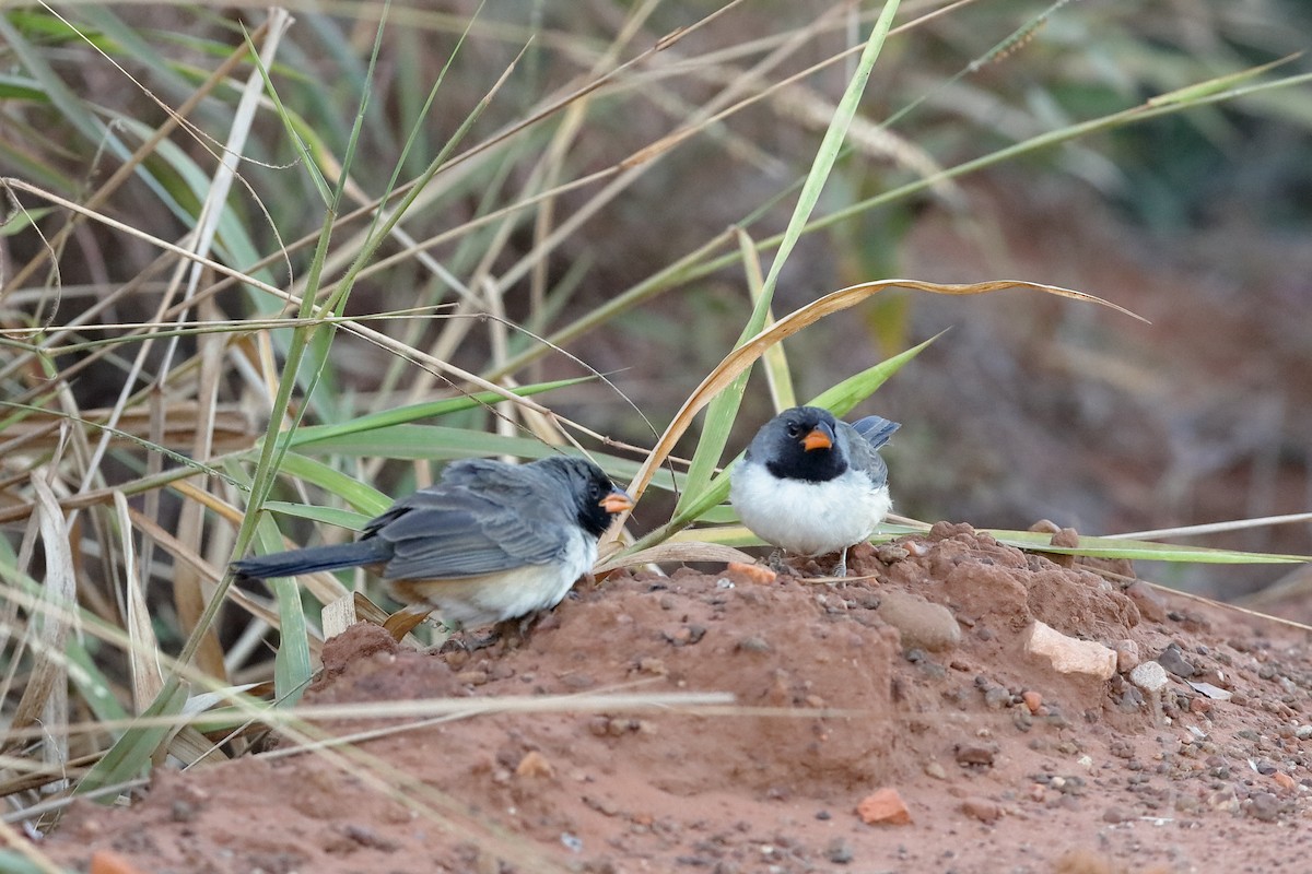 Black-throated Saltator - ML224651801