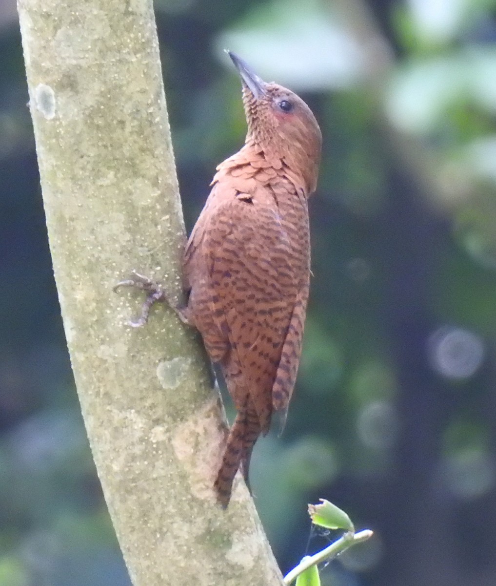 Rufous Woodpecker - ML224652781