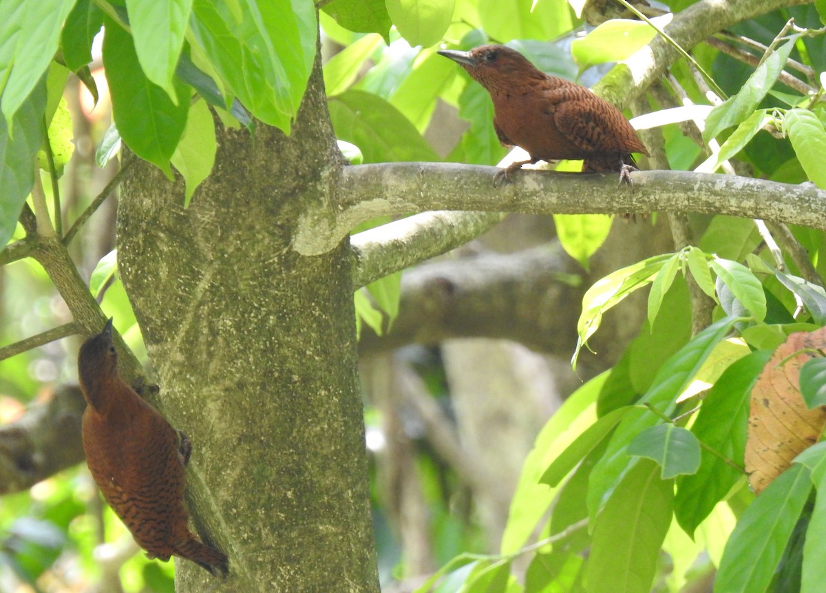 Rufous Woodpecker - ML224652831