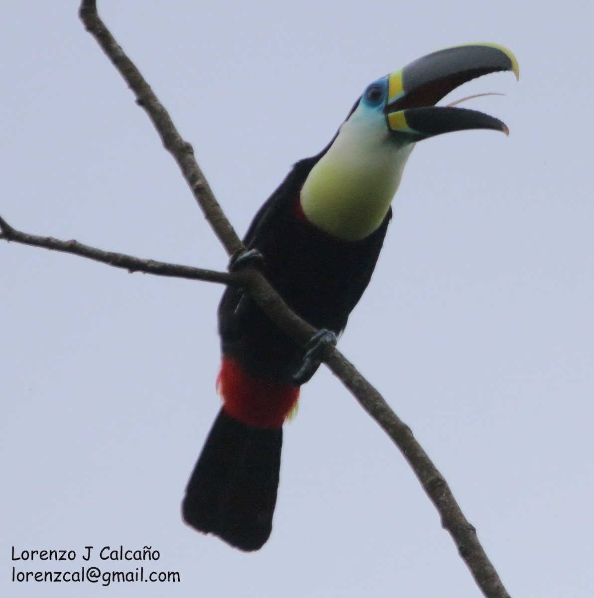 Channel-billed Toucan (Citron-throated) - ML224652971