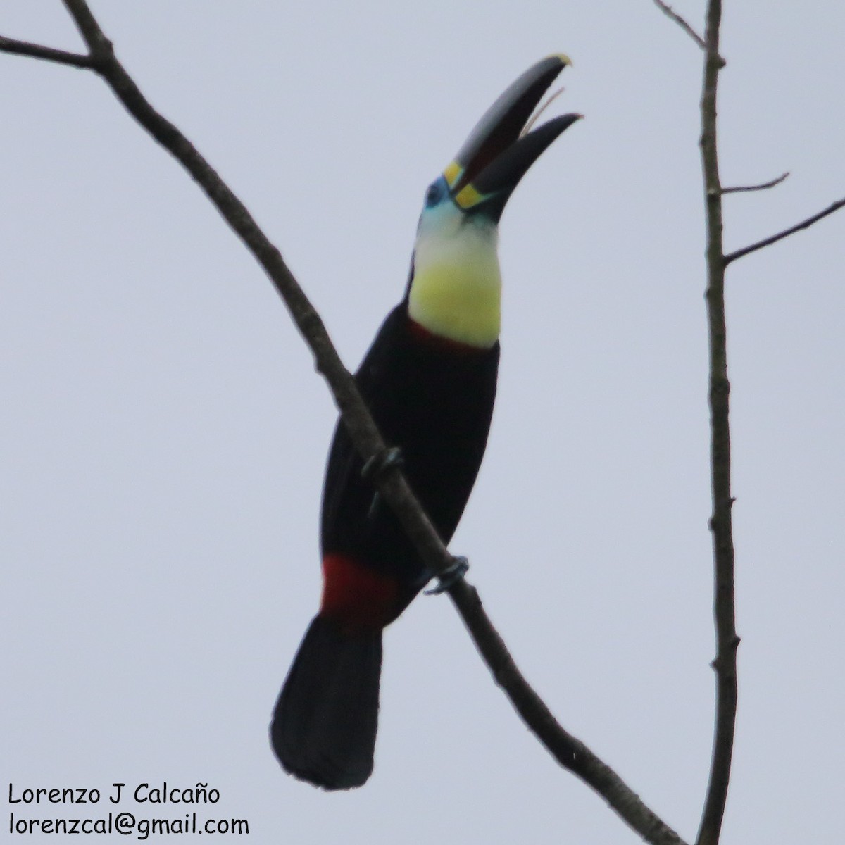 Channel-billed Toucan (Citron-throated) - ML224652981