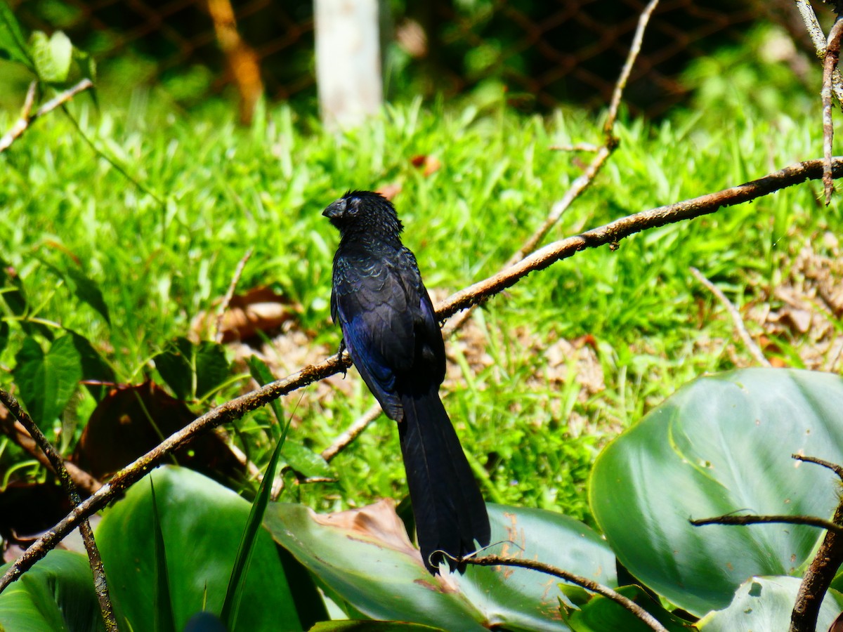 Groove-billed Ani - Emma Meadows