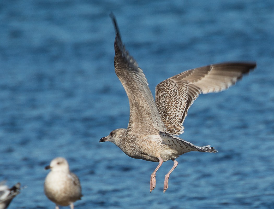 Herring Gull - Sedat Asar