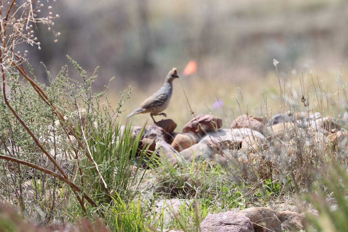 Scaled Quail - James Gamber