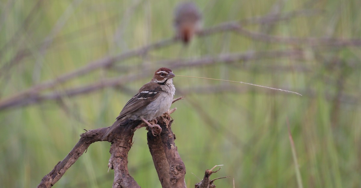 Chestnut-crowned Sparrow-Weaver - simon walkley