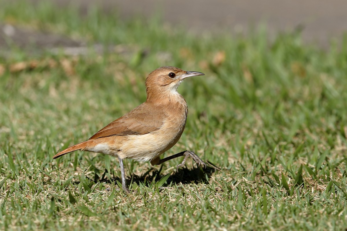 Rufous Hornero - ML224654611