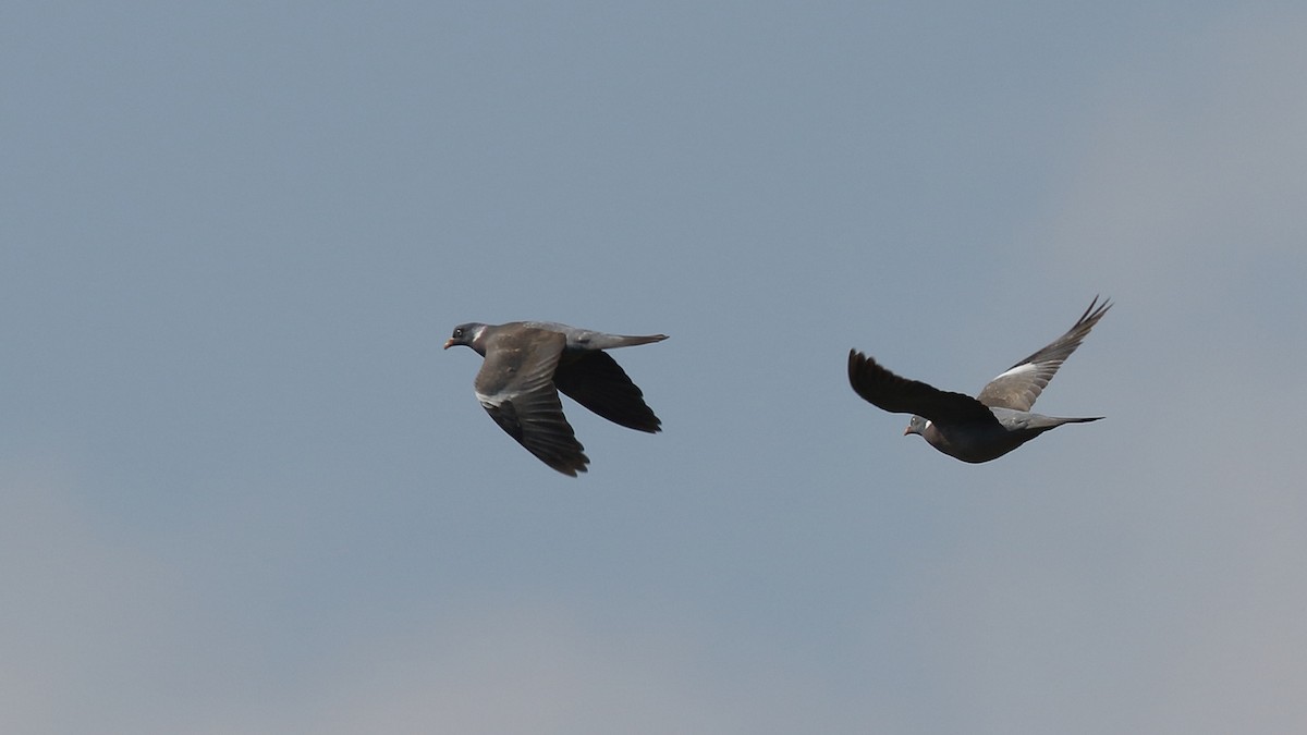 Common Wood-Pigeon - Tuncer Tozsin