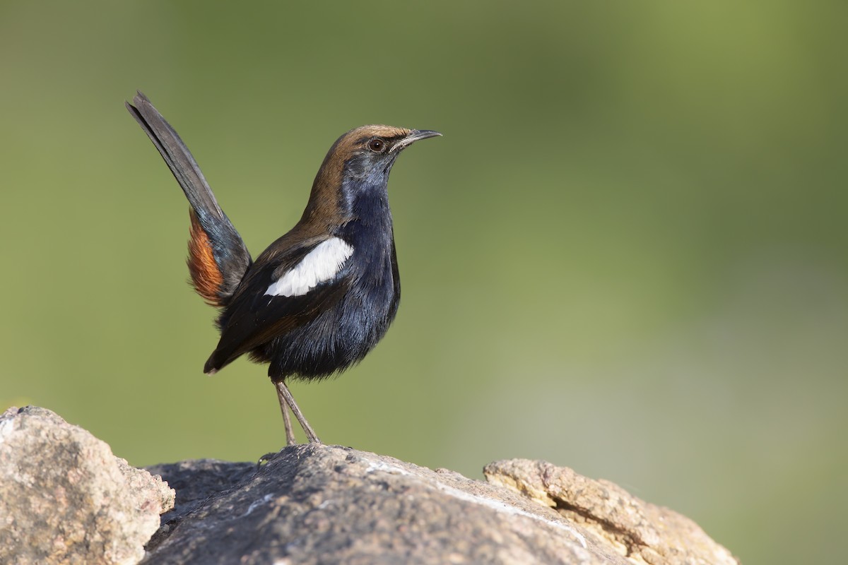 Indian Robin - Marco Valentini