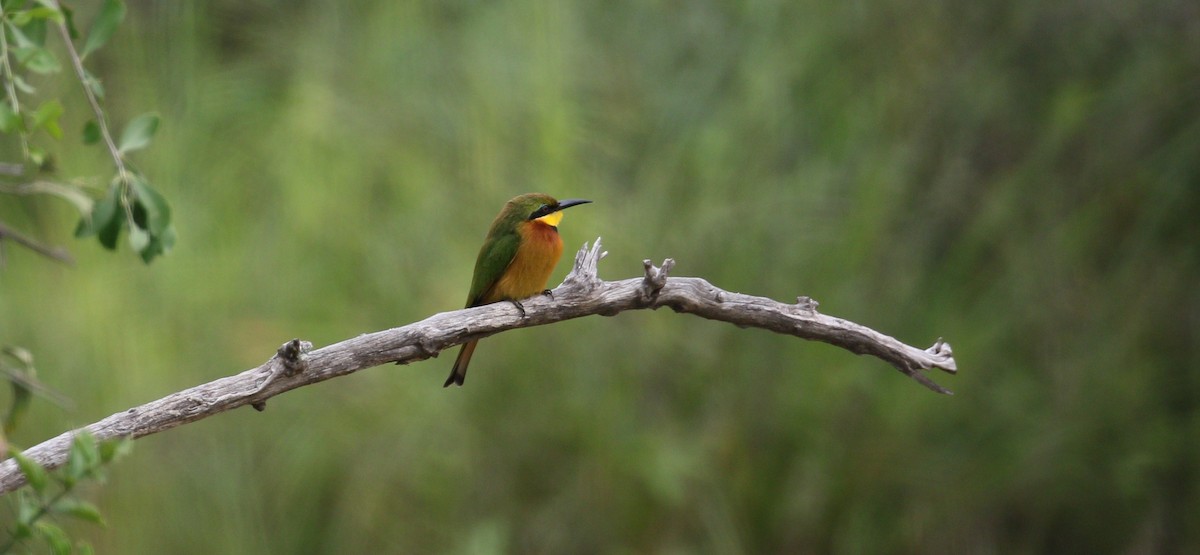 Little Bee-eater - ML224656611