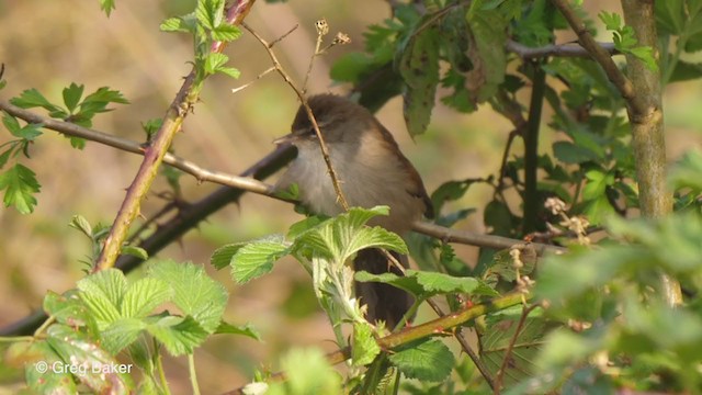 Cetti's Warbler - ML224657631