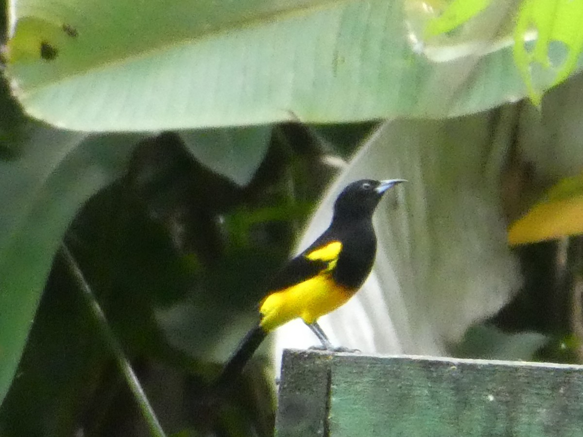 Black-cowled Oriole - ML224658091