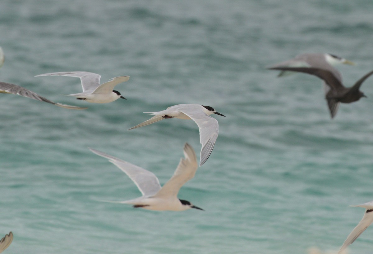 Roseate Tern - ML224658651