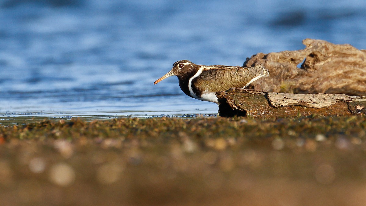 Australian Painted-Snipe - ML224658701