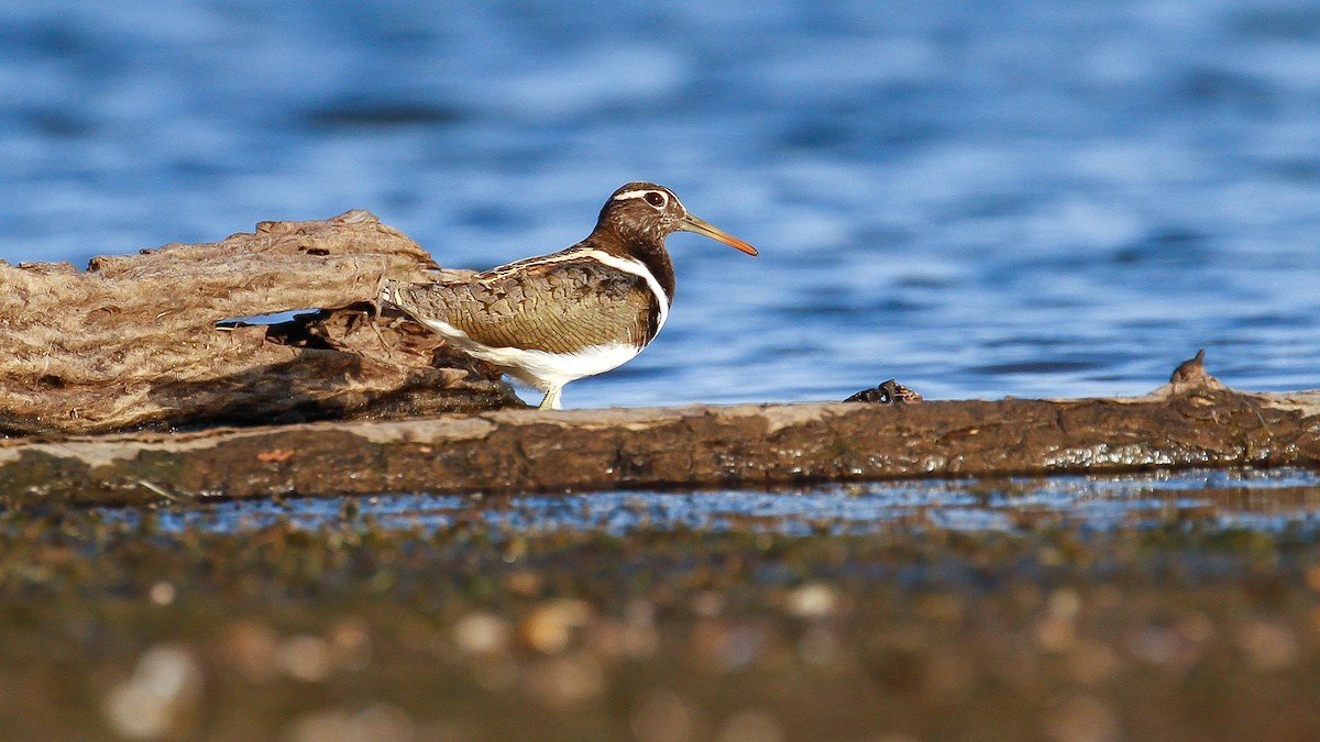 Australian Painted-Snipe - James Kennerley